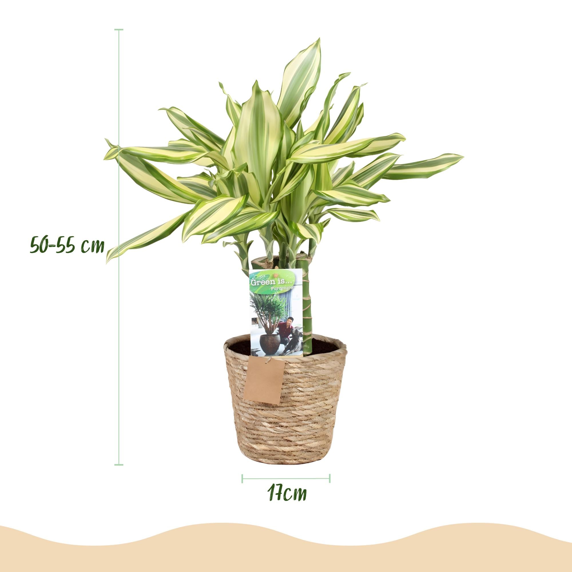 Dracaena fragrans Diamond Dream - Drakenbloedboom - Weinig onderhoud - met mand - Groen - 2 Planten - Pot 17cm - Hoogte 50-55cm