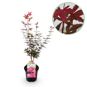 Japanse Esdoorn - Acer palmatum Skeetsers Broom - Paars - 1 Plant - Bladverliezend - Pot 19cm Hoogte 70cm