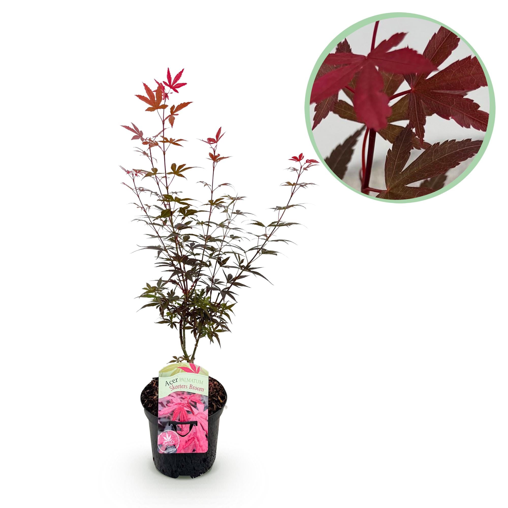 Japanse Esdoorn - Acer palmatum Skeetsers Broom - Paars - 1 Plant - Bladverliezend - Pot 19cm Hoogte 70cm