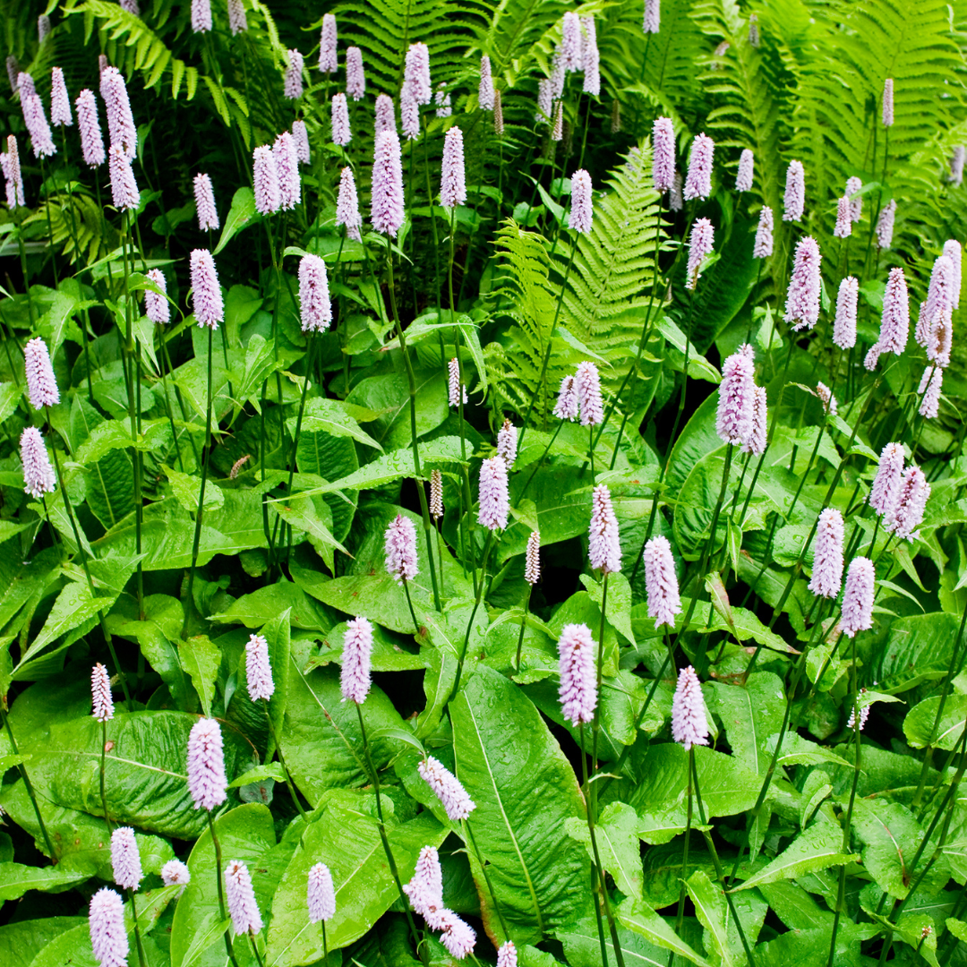 12x Persicaria bistorta - ↕10-25cm - Ø9cm