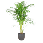 Areca Palm (Dypsis) mit Viber Grijs - 100cm - Ø21