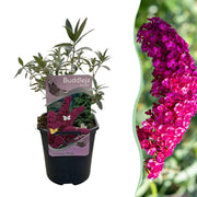 Vlinderstruik - Buddleja davidii Royal Red - Bloem Rood - 1 Plant - Bladverliezend - Vlinderlokkend -  Pot 17cm Hoogte 25cm