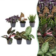Baby Plants Surprise Box 6x - Verrassingsbox kleine planten - Diversen - Tropisch - Ø6cm - ↕5-15cm