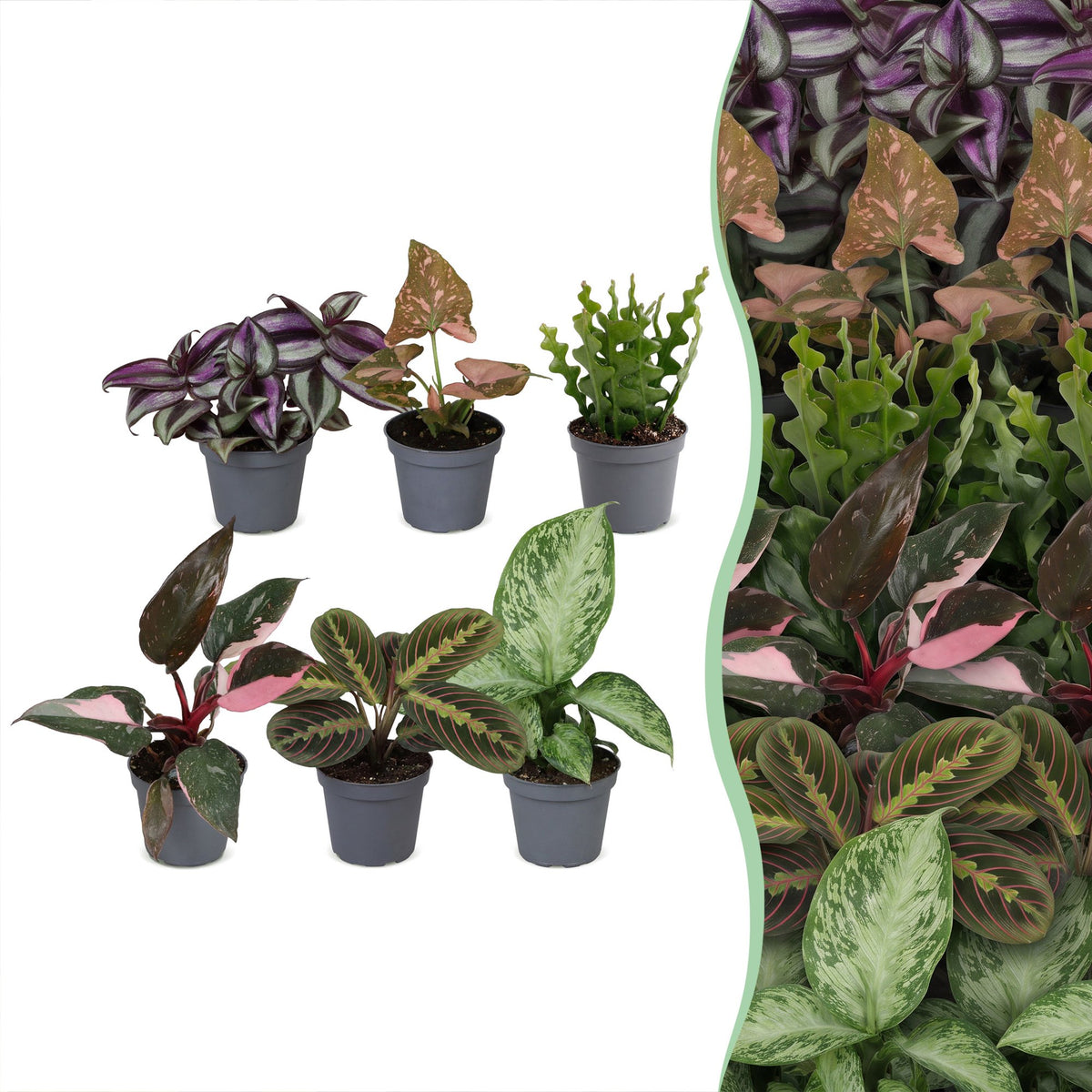 Baby Plants Surprise Box 6x - Verrassingsbox kleine planten - Diversen - Tropisch - Ø6cm - ↕5-15cm