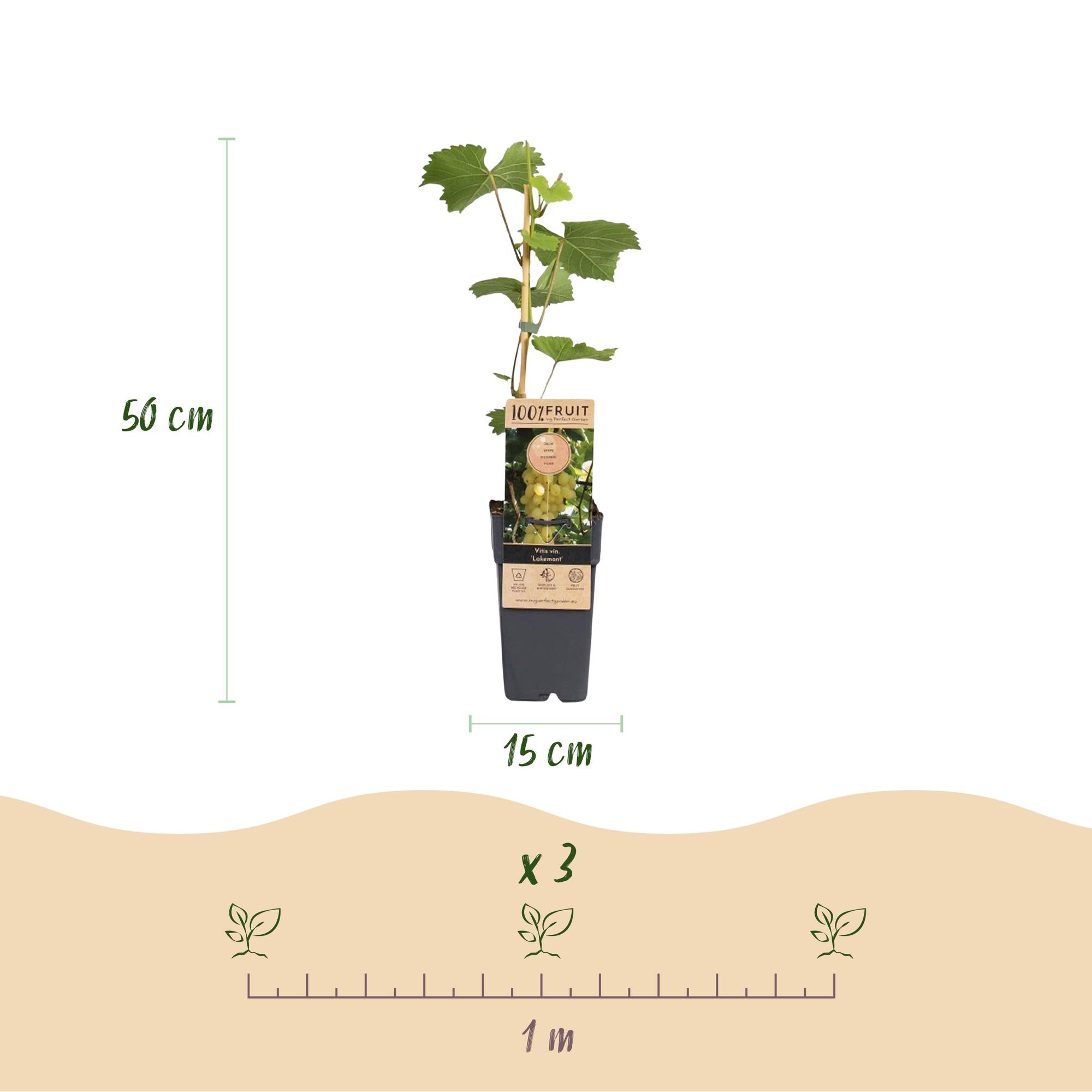 Vitis vinifera Lakemont - Druivenplant - Winterhard - Goudgele Druif - 2 Planten - Pot 15cm - Hoogte 50cm