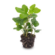 Hedera helix - Ø 6 cm - Pianta da appartamento e da terrario