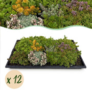 Sedum mat - Bestaat uit 10 soorten - X12 - Weinig Onderhoud - Lengte 50 Breedte 30