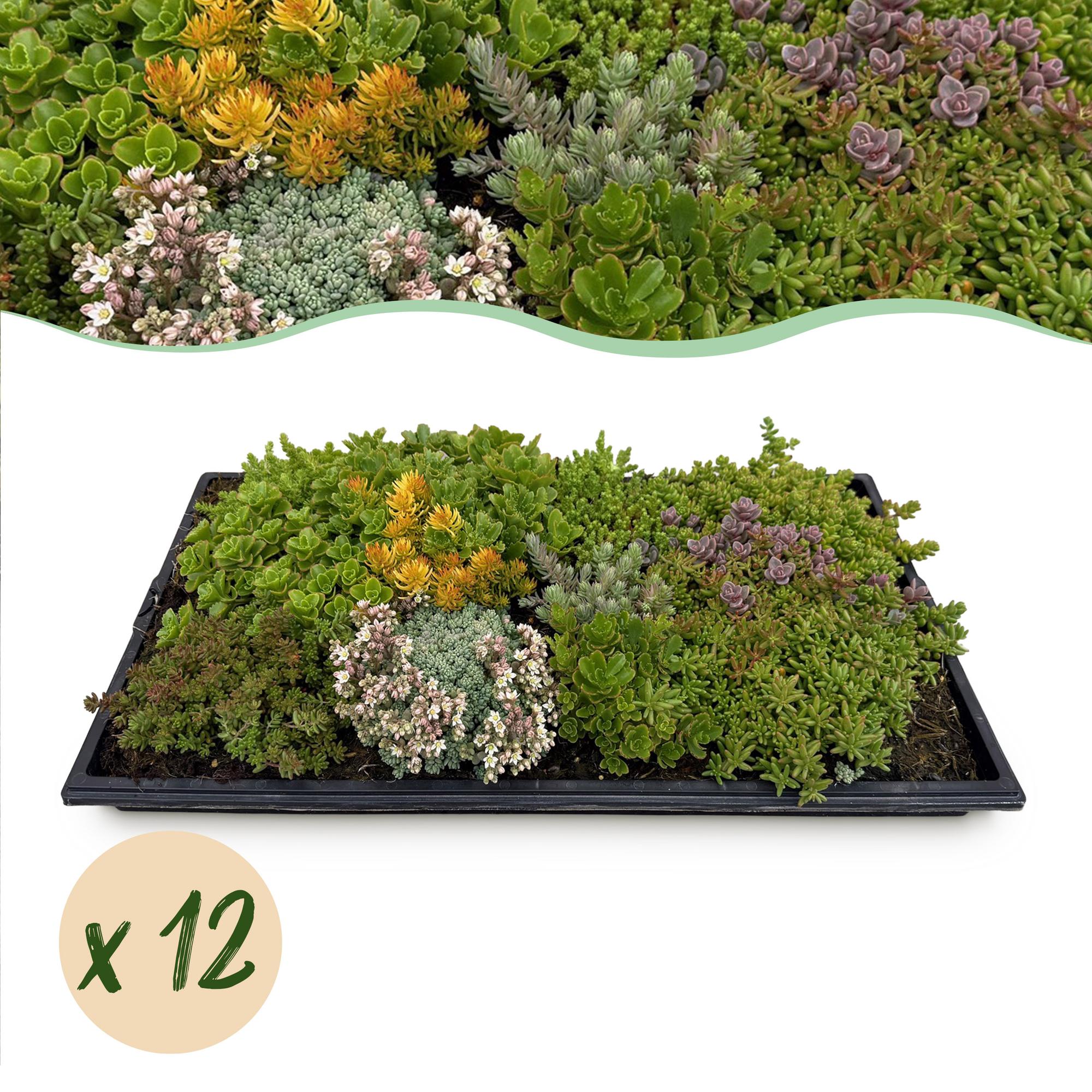 Sedum mat - Bestaat uit 10 soorten - X12 - Weinig Onderhoud - Lengte 50 Breedte 30