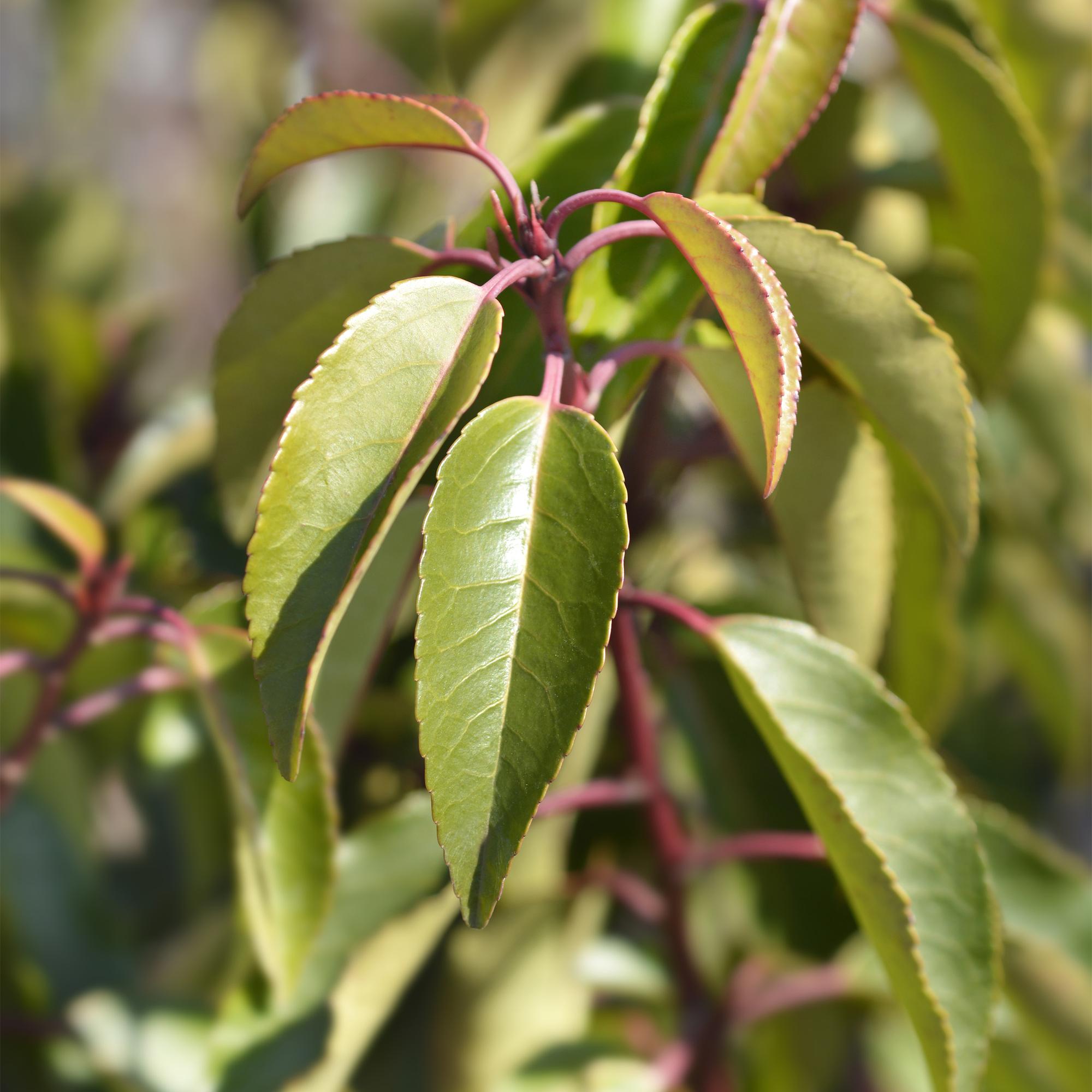 Green boutiQ - Heckenpflanzen - Prunus lusitanica Angustifolia - grünes Laub - 6 Pflanzen - 1 laufender Meter - immergrün - Topf 17cm Höhe 50cm
