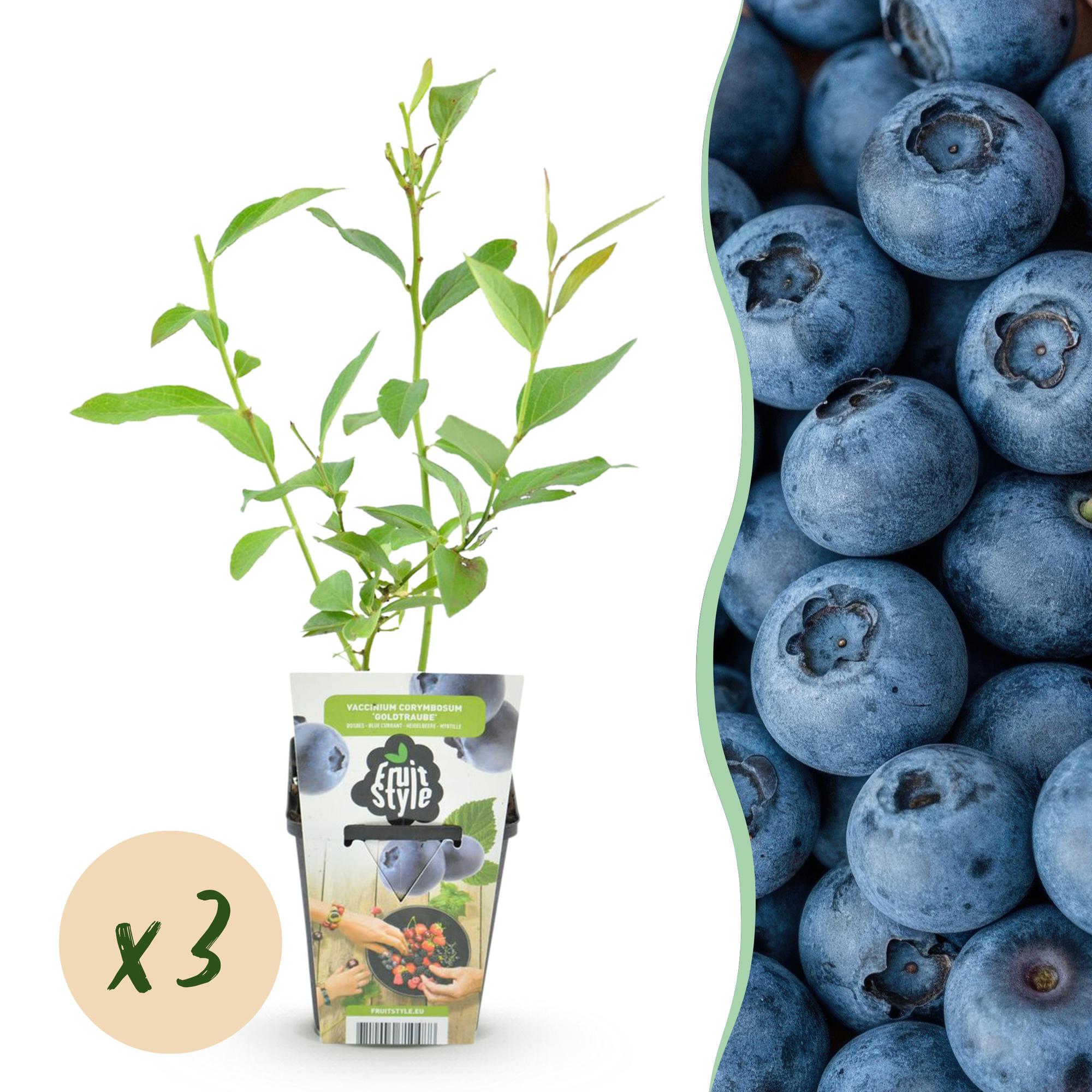 Blauwe Bes - Vaccinium corymbossum Goldtraube - Winterhard - 3 Planten - Pot 9 cm - Blauwe Bes
