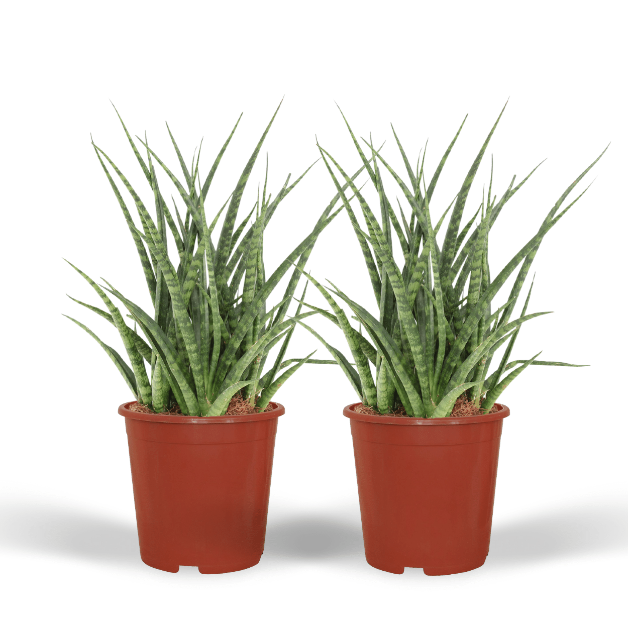 Sansevieria Fernwood Punk (Lengua de suegra) - 2 unidades - Ø12 cm - ↕30 cm