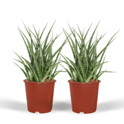 Sansevieria Fernwood Punk (Lengua de suegra) - 2 unidades - Ø12 cm - ↕30 cm