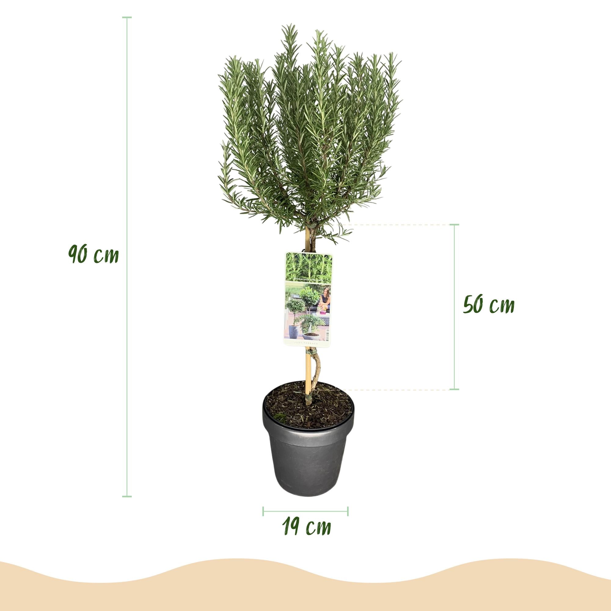 Rosmarinus officinalis - Terras Plant - Bladhoudend - Winterhard - Paarse Bloem - Pot 19cm Hoogte 90cm