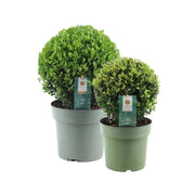 1x Ilex crenata 'Jenny' Kugel 20 cm Ø & 1x Kugel 25 cm Ø | 2er-Set