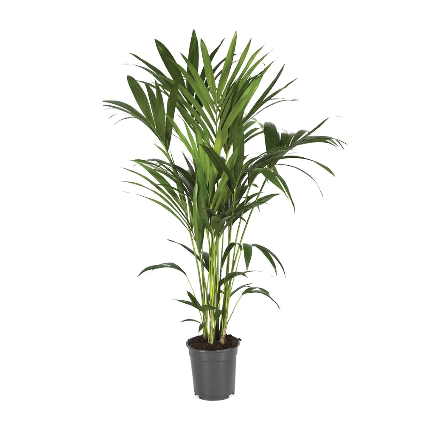 Howea Forsteriana - Ø21cm - ↕120cm