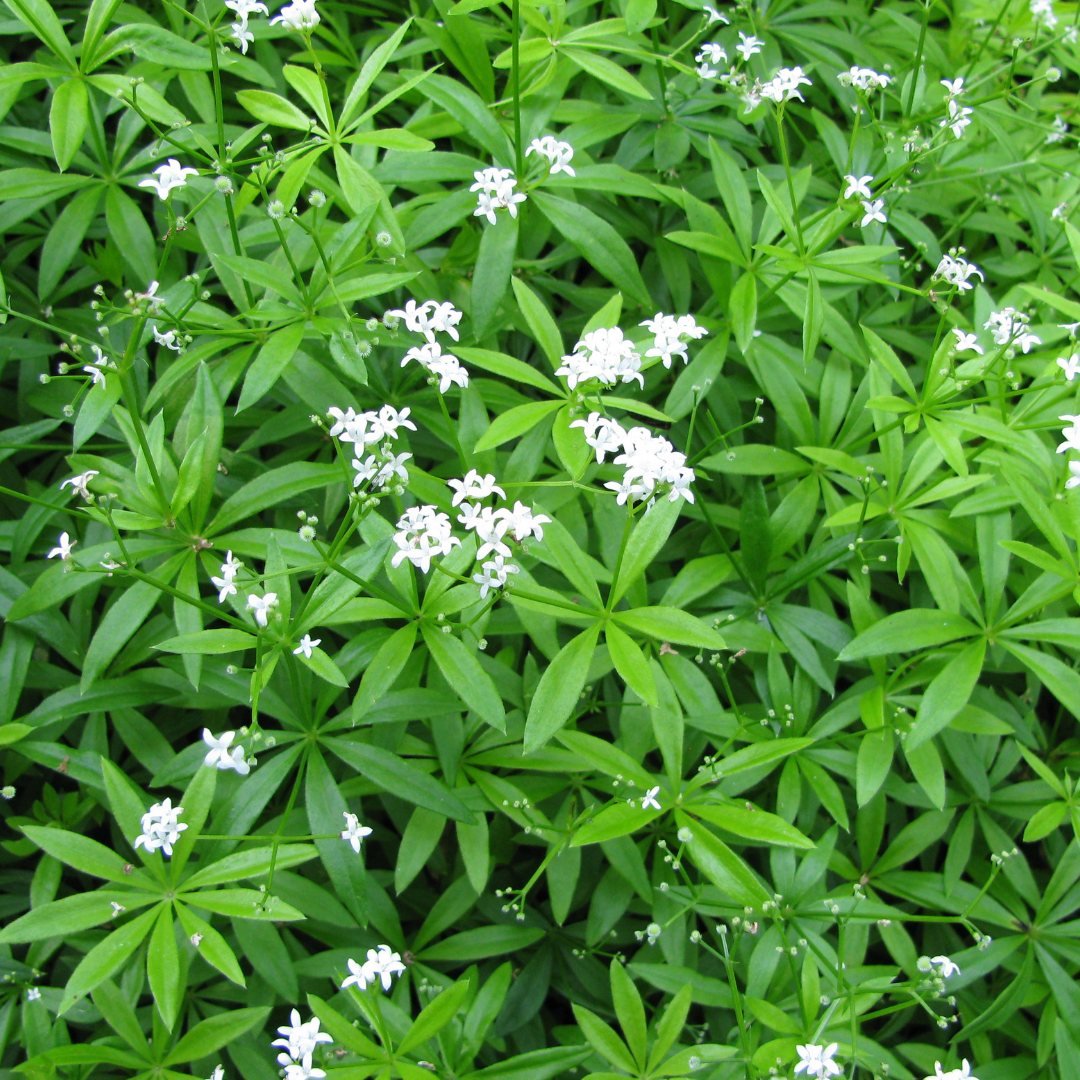 48x Galium odoratum - ↕10-25cm - Ø9cm