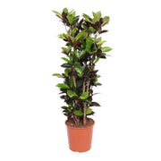 Codiaum Iceton - 140cm