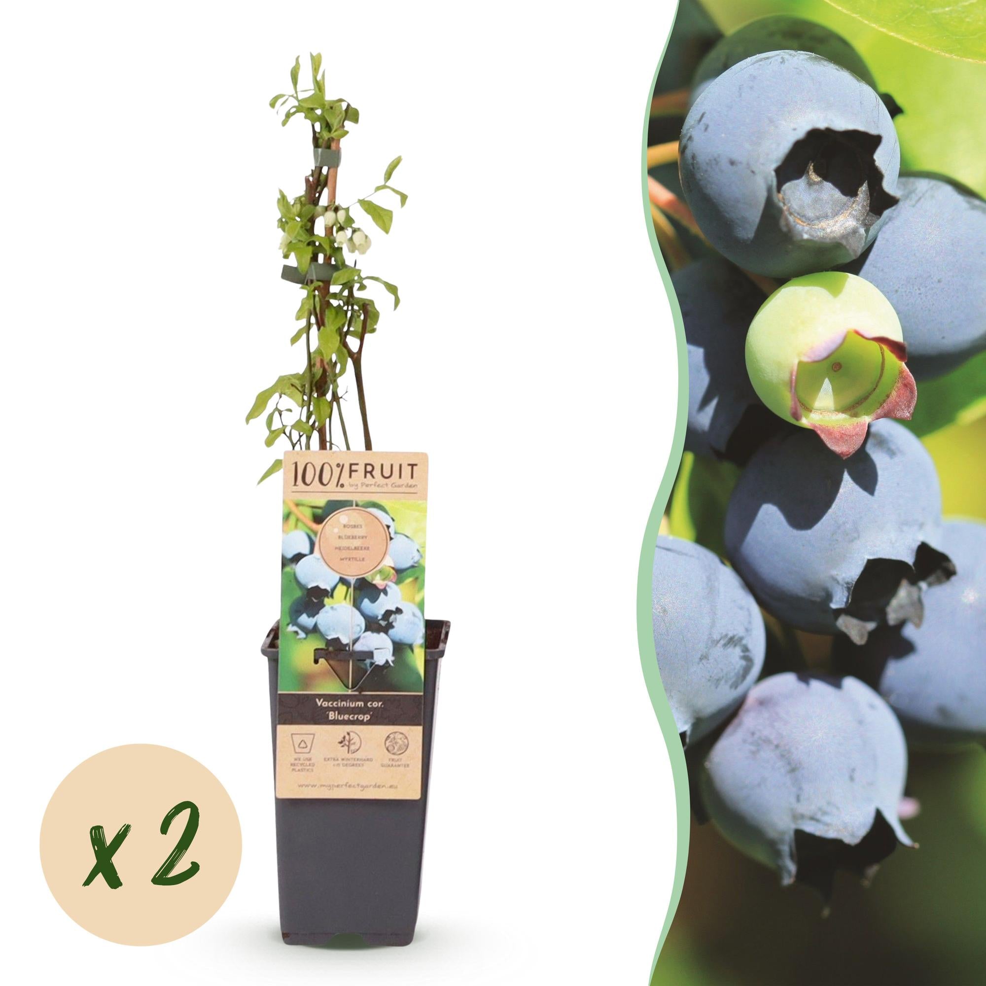Vaccinium corymbosum Bluecrop - Bosbes - Winterhard - Blauwe Bes - 2 Planten - Pot 15cm - Hoogte 50cm