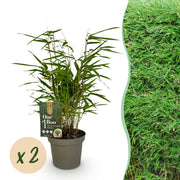 Bamboe - Fargesia rufa - Groen - 2 Planten - Bladhoudend - Niet Woekerend- Pot 14cm Hoogte 35cm