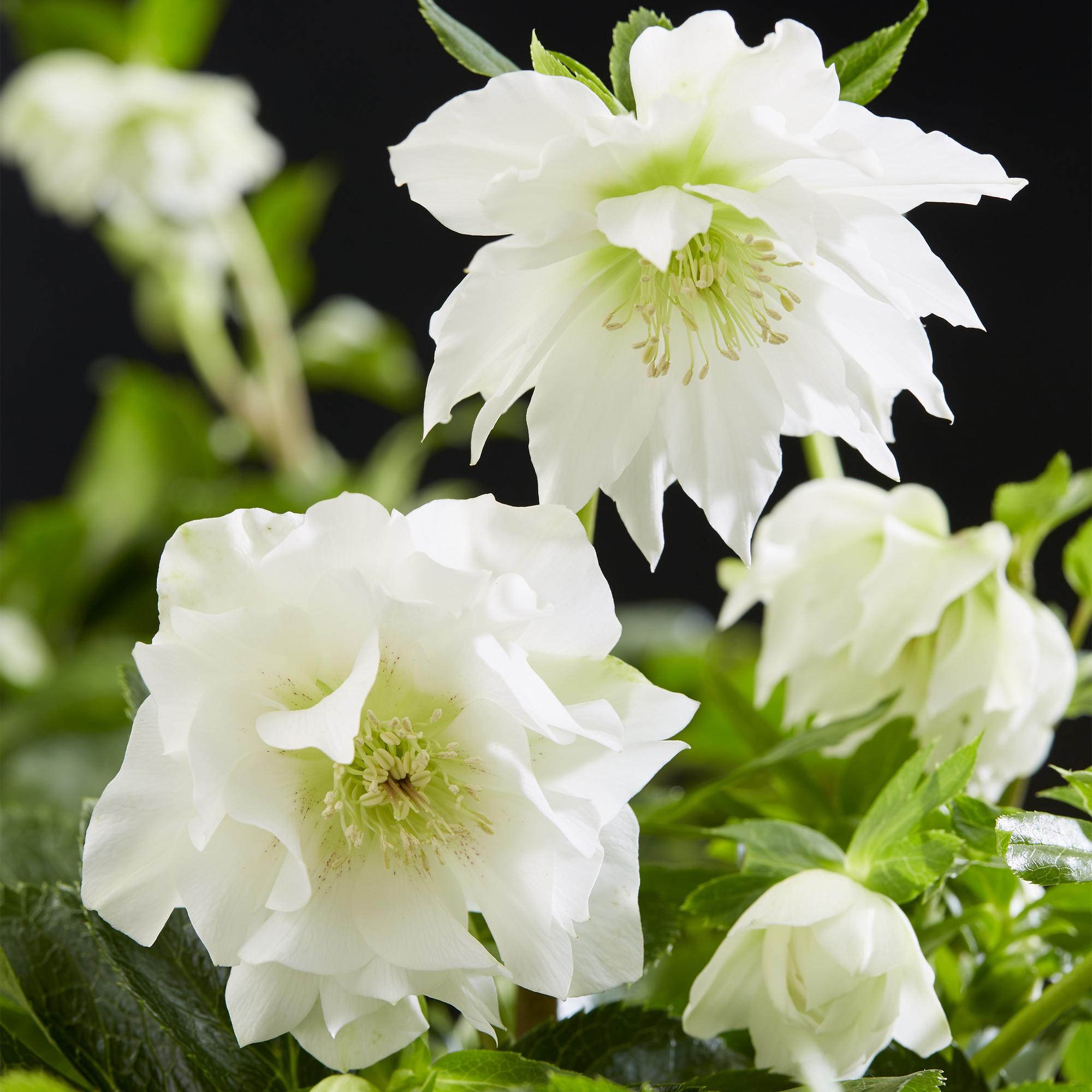 Lenten Rose - Helleborus orientalis Double Ellen White - Witte Bloem -1 Plant - Groenblijvend - Pot 14cm Hoogte 35cm
