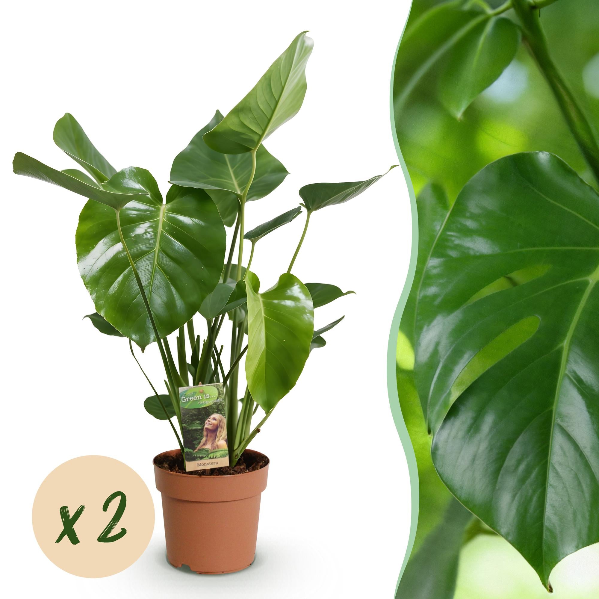 Monstera Deliciosa - Gatenplant - Pot 17cm - Hoogte 50-55cm 2x