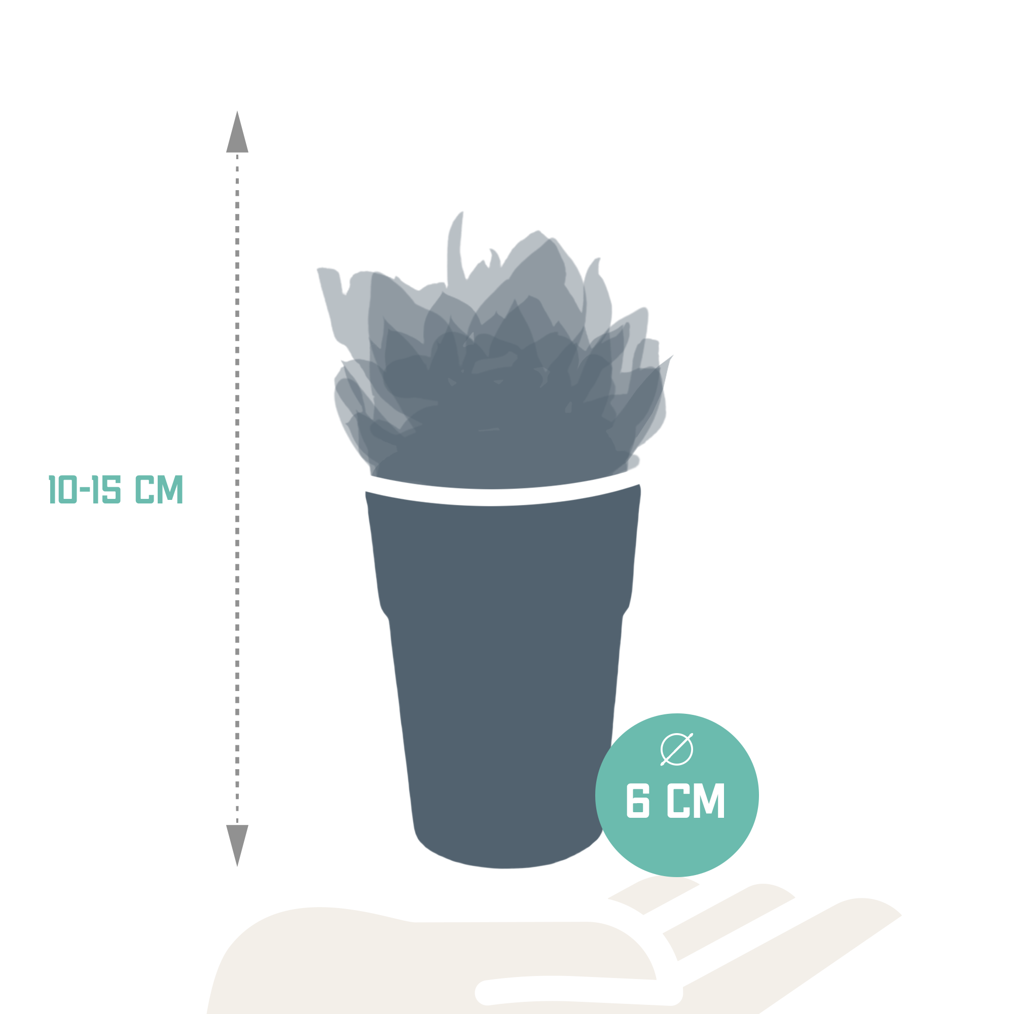 Sukkulentenmischung 5,5 cm – 5 Stück – im farbigen Plastiktopf