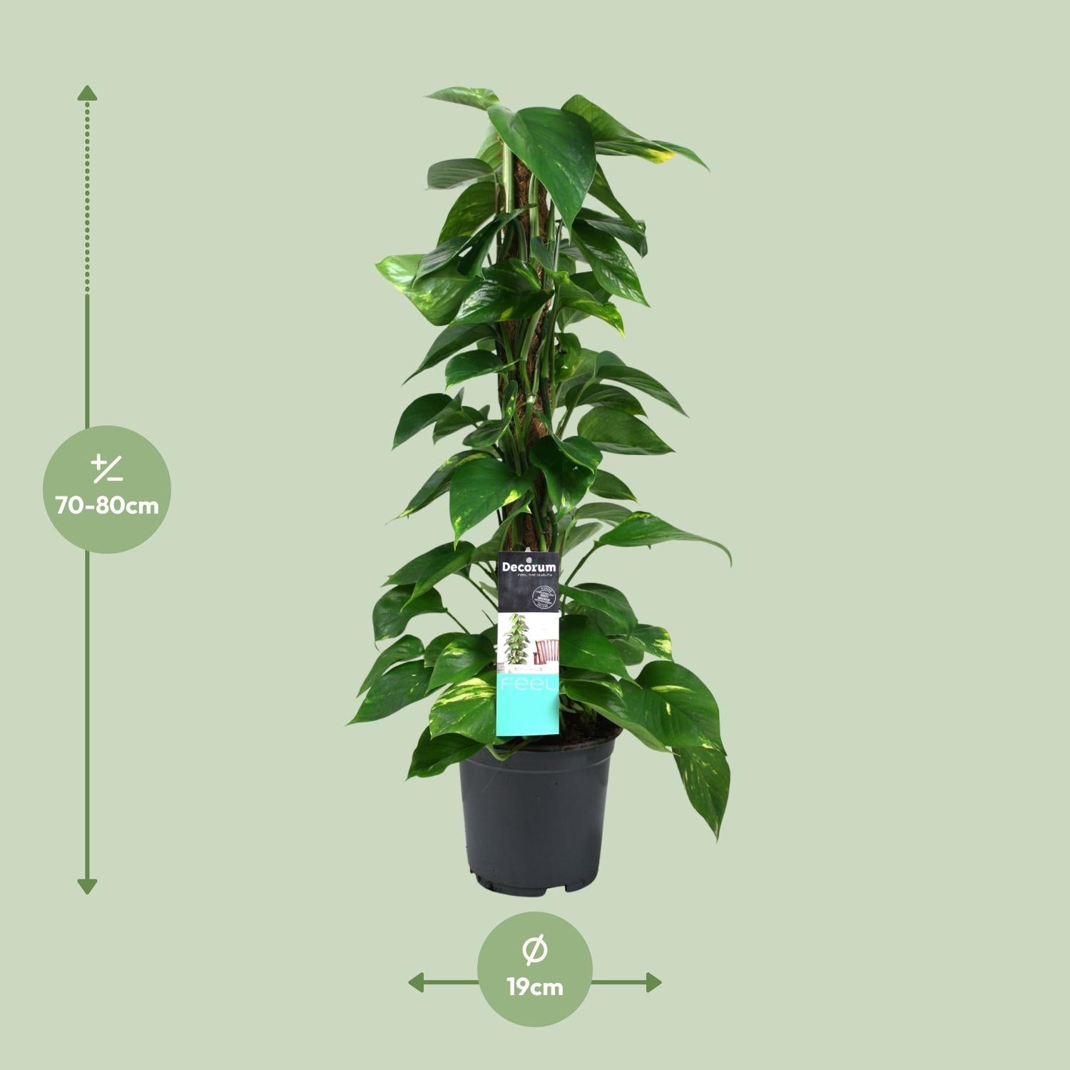 Scindapsus (Epipremnum) - Ø19 cm - ↕80 cm