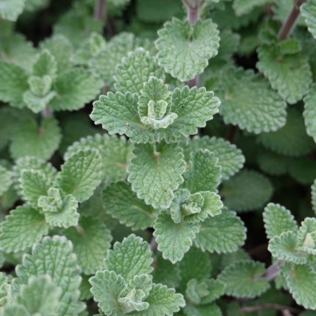 12x Calamintha n. nepeta - ↕10-25cm - Ø9cm