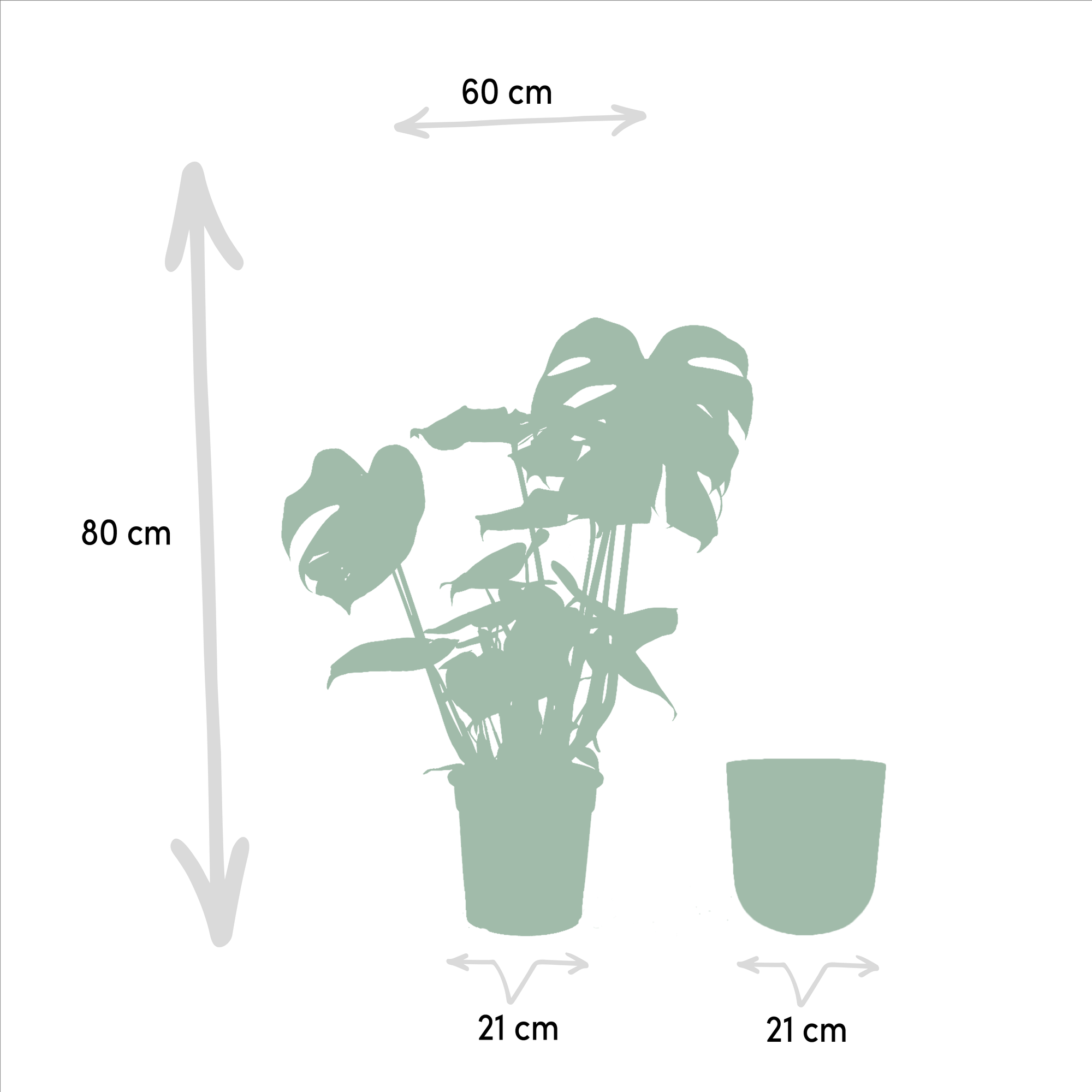 Monstera Deliciosa - ↨80cm - Ø21cm + Pot Mayk Gold