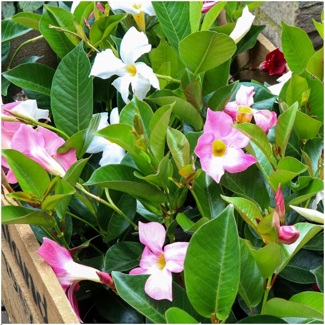 Dipladenia white - Mandevilla white 6x Ø12 cm - ↕25 cm