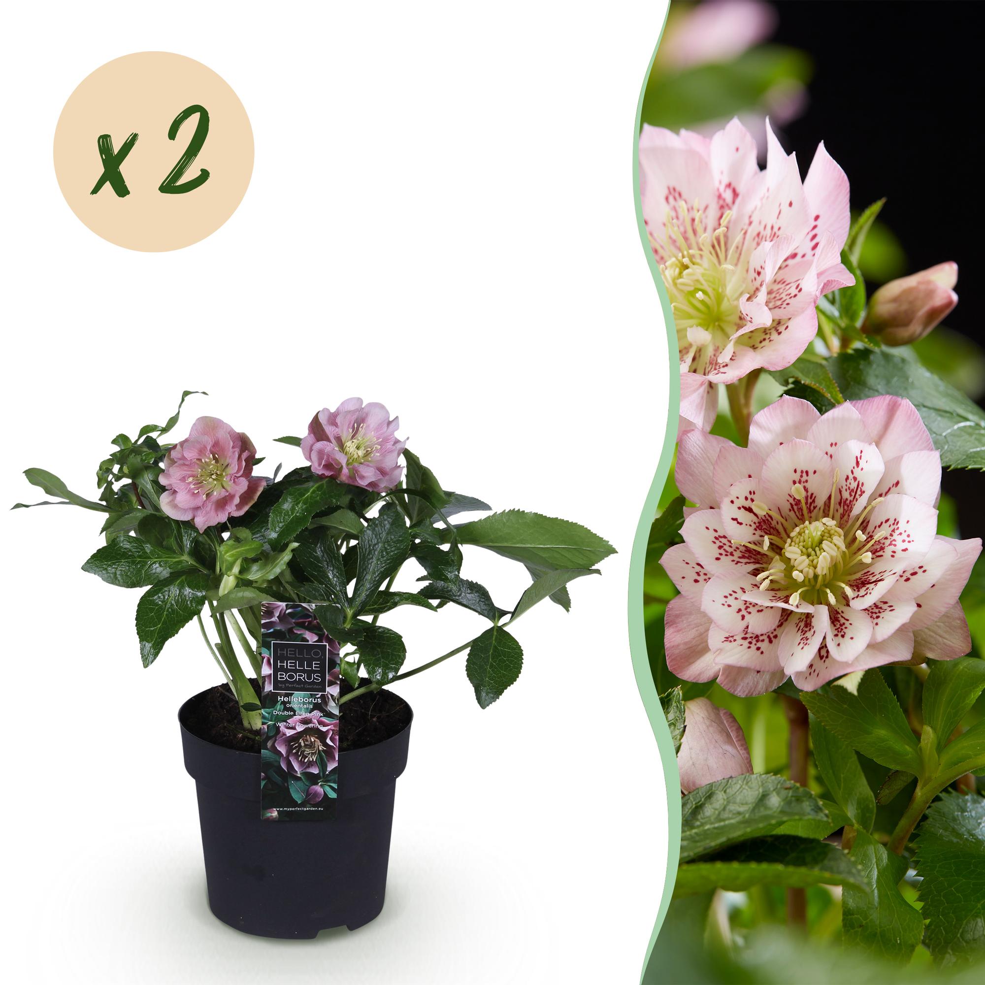 Lenten Rose - Helleborus orientalis Double Ellen Pink - Roze Bloem -2 Planten - Groenblijvend - Pot 14cm Hoogte 35cm