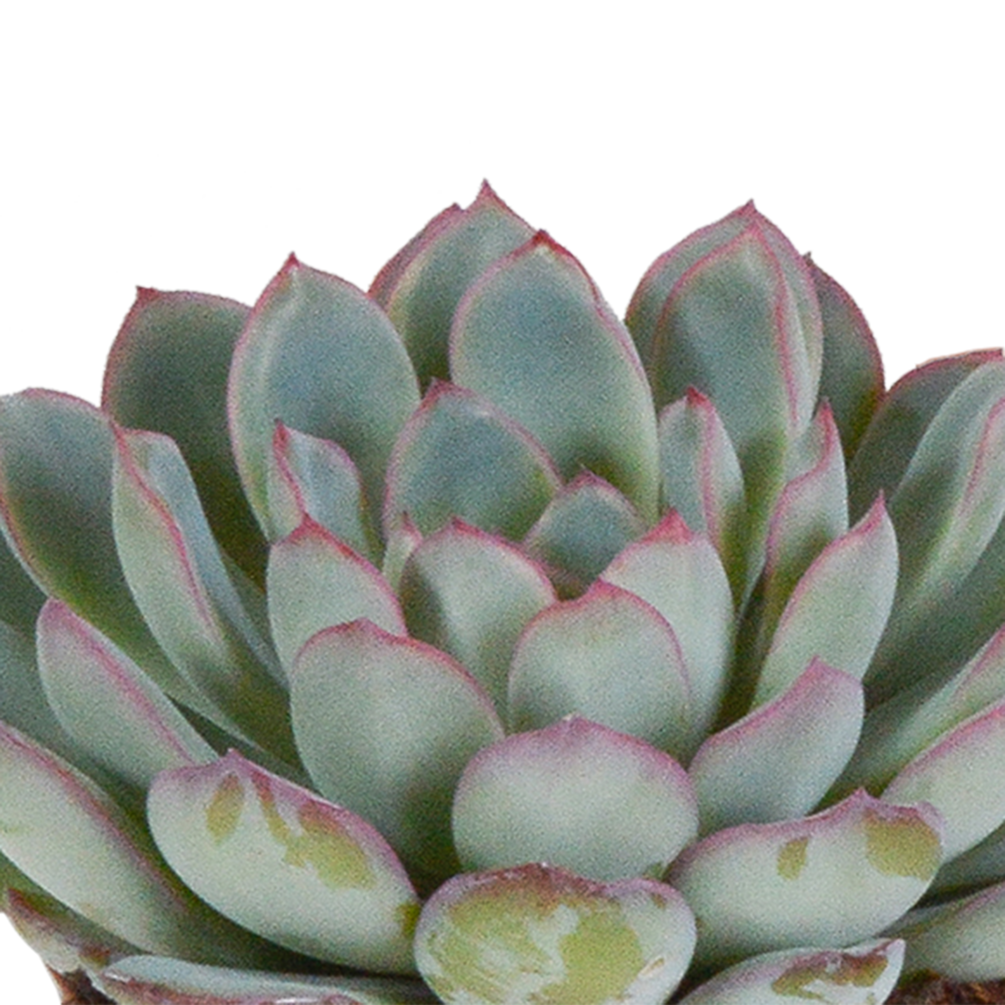 Echeveria mix 8.5 cm - 3x - zonder pot