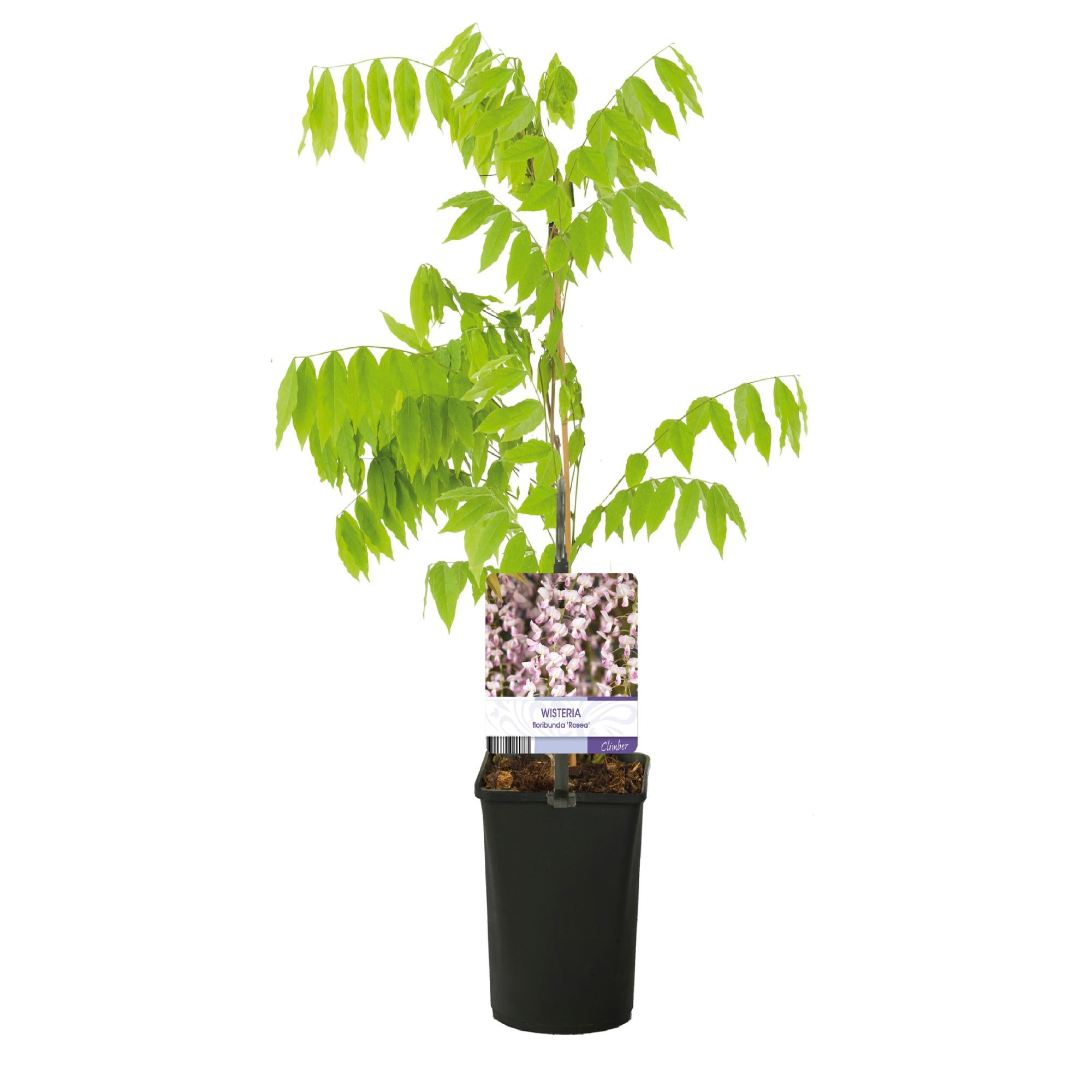 Green boutiQ – Wisteria floribunda Rosea – Rosa Blüte – 1 Pflanze – Topf 11 cm, Höhe 40 cm