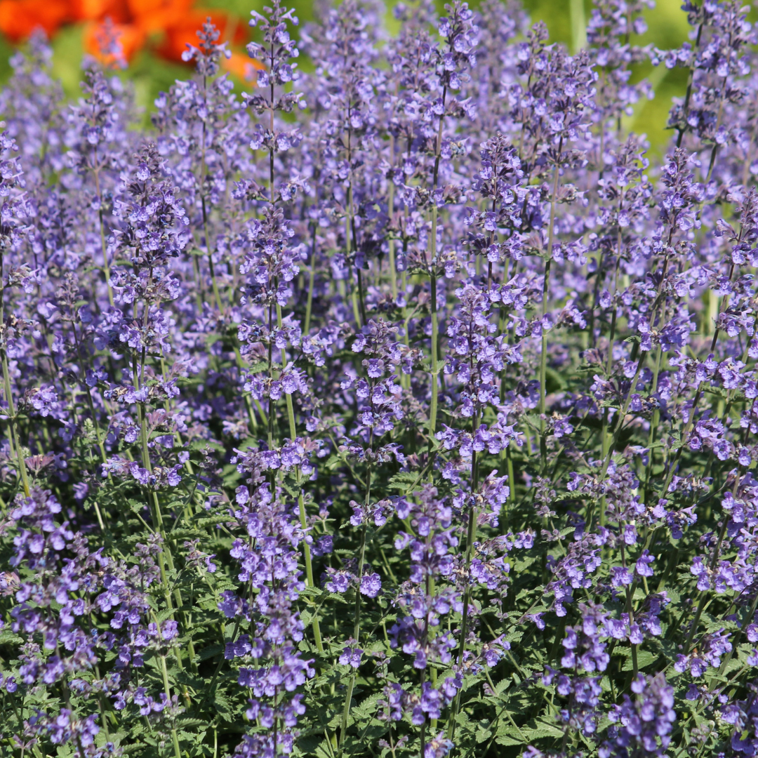 6x Nepeta 'Grol' - ↕10-25cm - Ø9cm