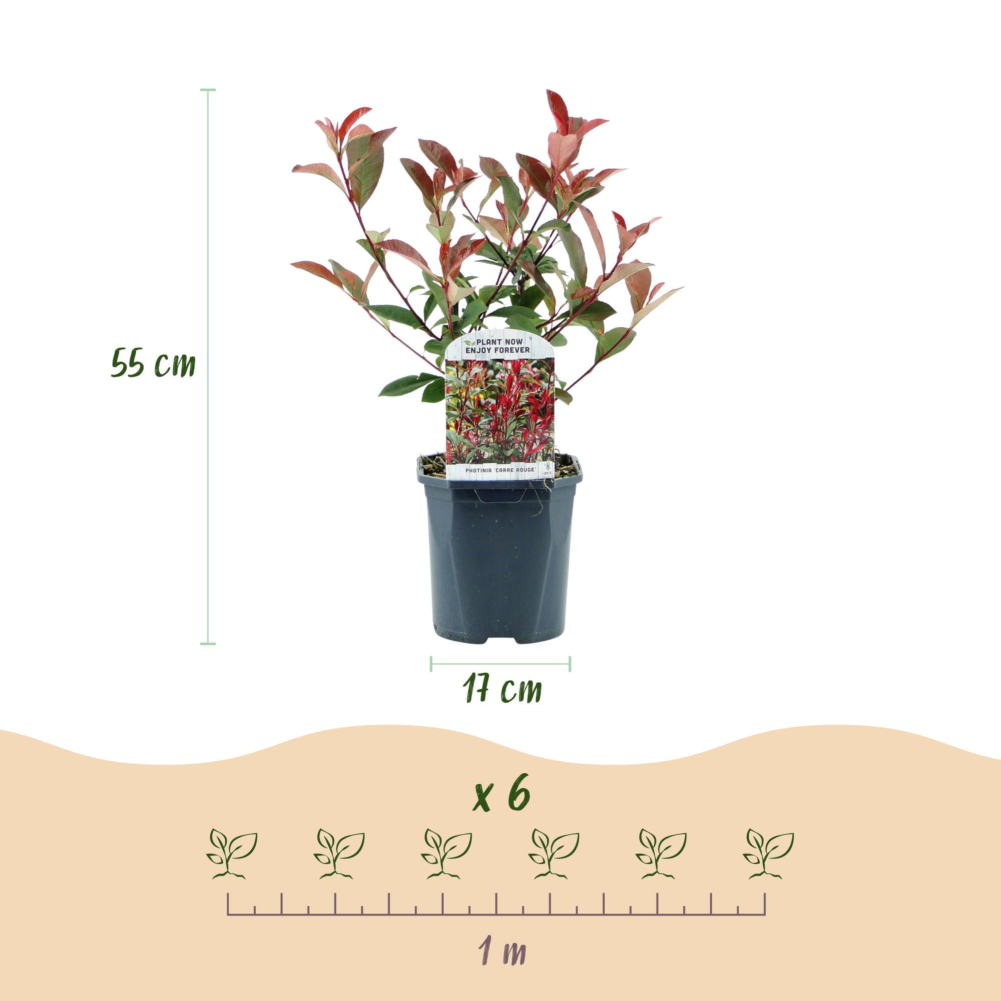 Photinia fraseri Carre Rouge - groen rood  - 6 planten - 1 strekkende meter - groenblijvend - pot 17cm hoogte 55cm