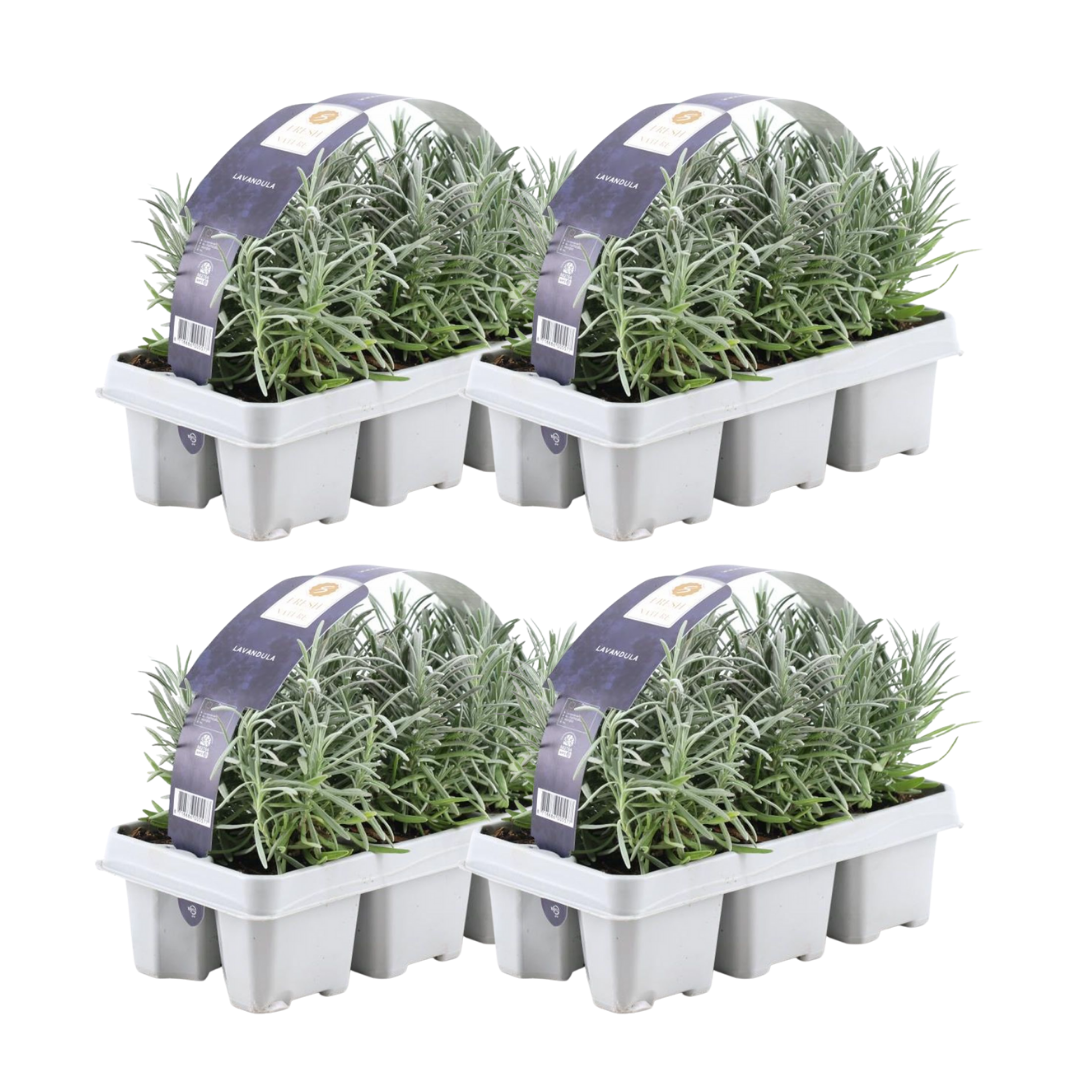 4x confezione da 6 Lavanda angustifolia - Ø7 cm - ↕15 cm