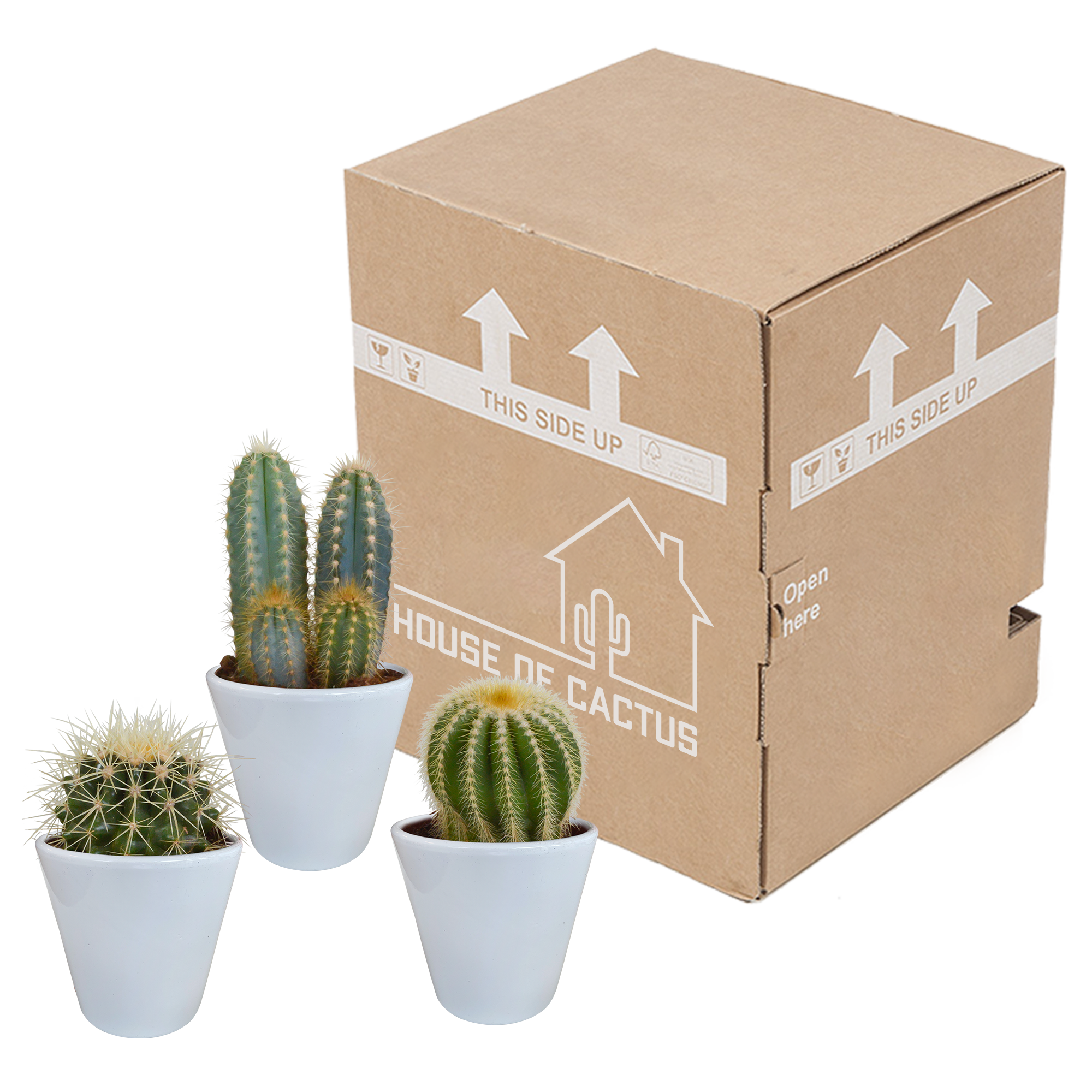 Mélange pour cactus 8,5 cm - 3x - en pot blanc