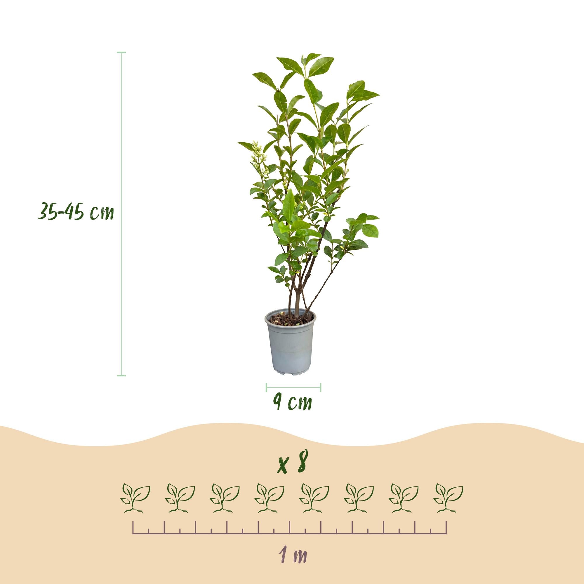 Ligustrum ovalifolium - 40x Gewone Liguster - Haagplanten - Groenblijvend - Groen - Pot 9cm - Hoogte 35-45cm