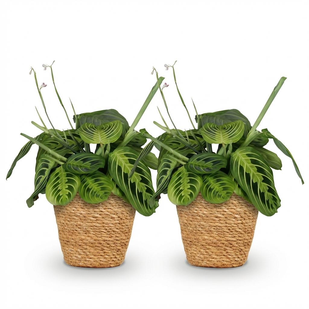 Maranta Fascinator Lemon Lime - Gebedsplant - 2 Planten - met Mand - Pot 12cm - Hoogte 25cm