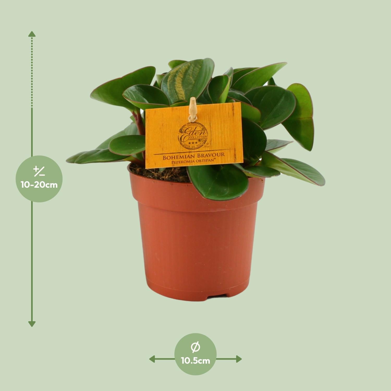 Peperomia Obtipan - Ø11cm - ↕15cm