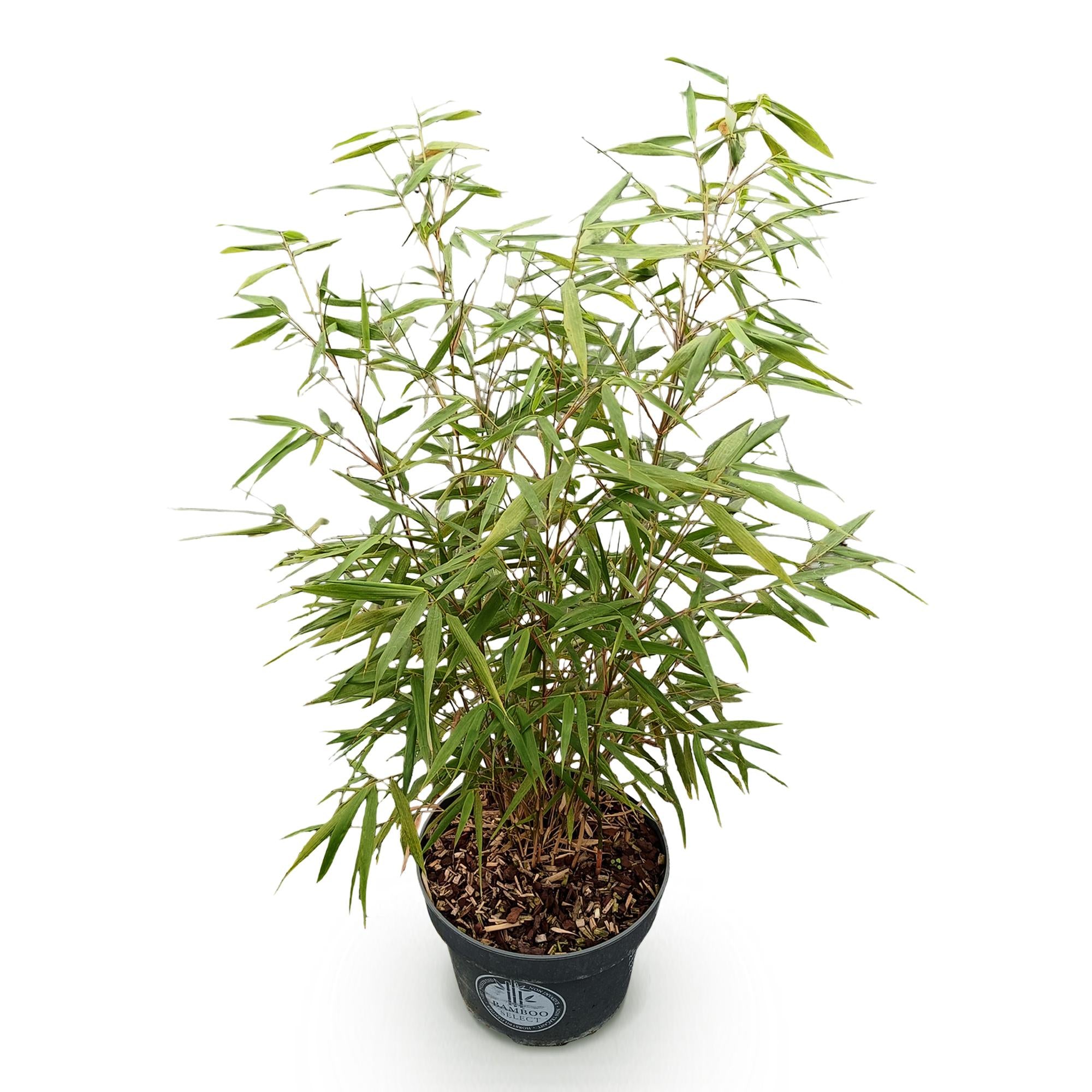 Fargesia scabrida Asian Wonder - Niet Woekerende Bamboe - Bladhoudend - Groen - 1 Plant - Pot 23 cm - Hoogte 80 cm