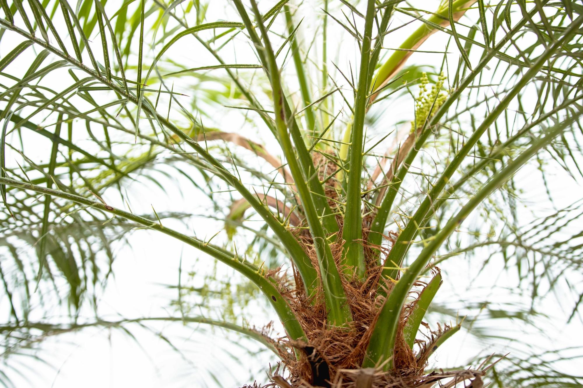 Phoenix Roebelenii op stam - 210cm - 200cm