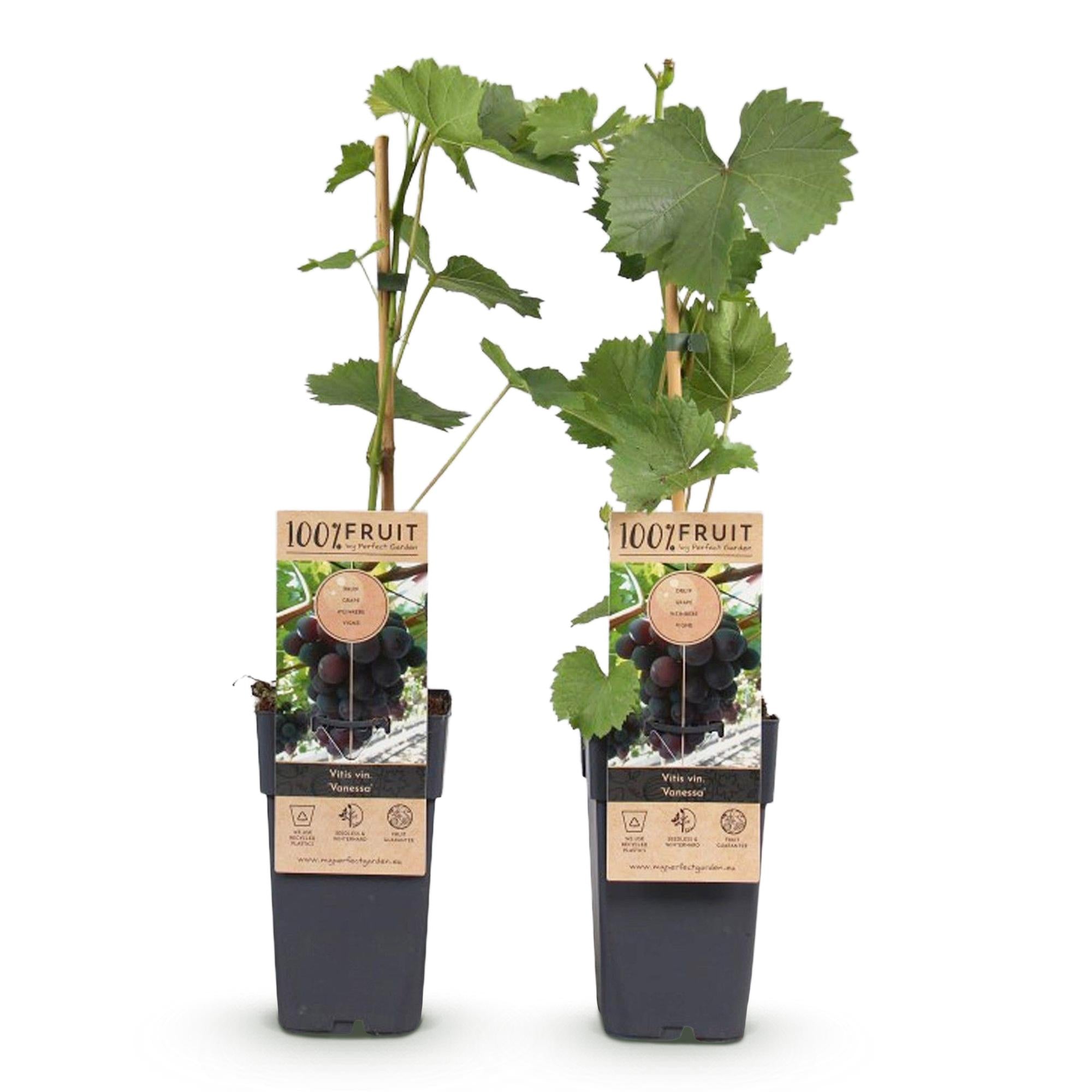 Green boutiQ – Obstpflanze – Lila Weinrebe – Vitis vinifera Vanessa – Kernlos – 2 Pflanzen – Topf 15 cm, Höhe 50 cm