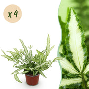 Pteris cretica Albolineata - Lintvaren - Huisdiervriendelijk - Bont - 4 Planten - Pot 12cm - Hoogte 28-30cm