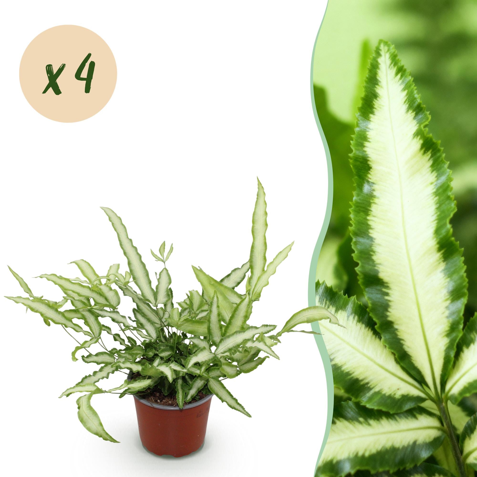 Pteris cretica Albolineata - Lintvaren - Huisdiervriendelijk - Bont - 4 Planten - Pot 12cm - Hoogte 28-30cm