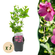 Hibiscus syriacus Woodbridge - Tuin Hibiscus - Winterhard - Roze - 3 Planten - Pot 17cm - Hoogte 45cm
