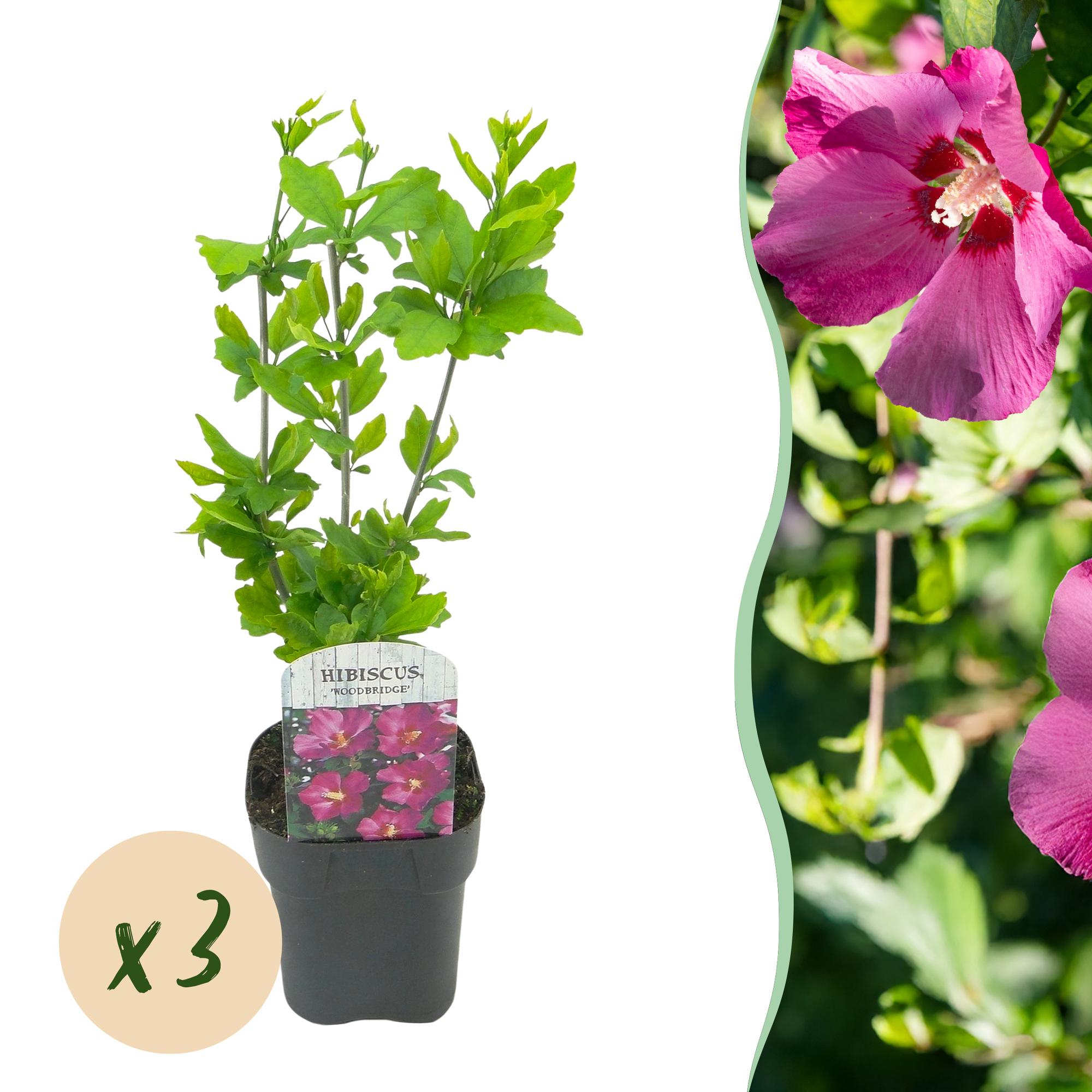 Hibiscus syriacus Woodbridge - Tuin Hibiscus - Winterhard - Roze - 3 Planten - Pot 17cm - Hoogte 45cm
