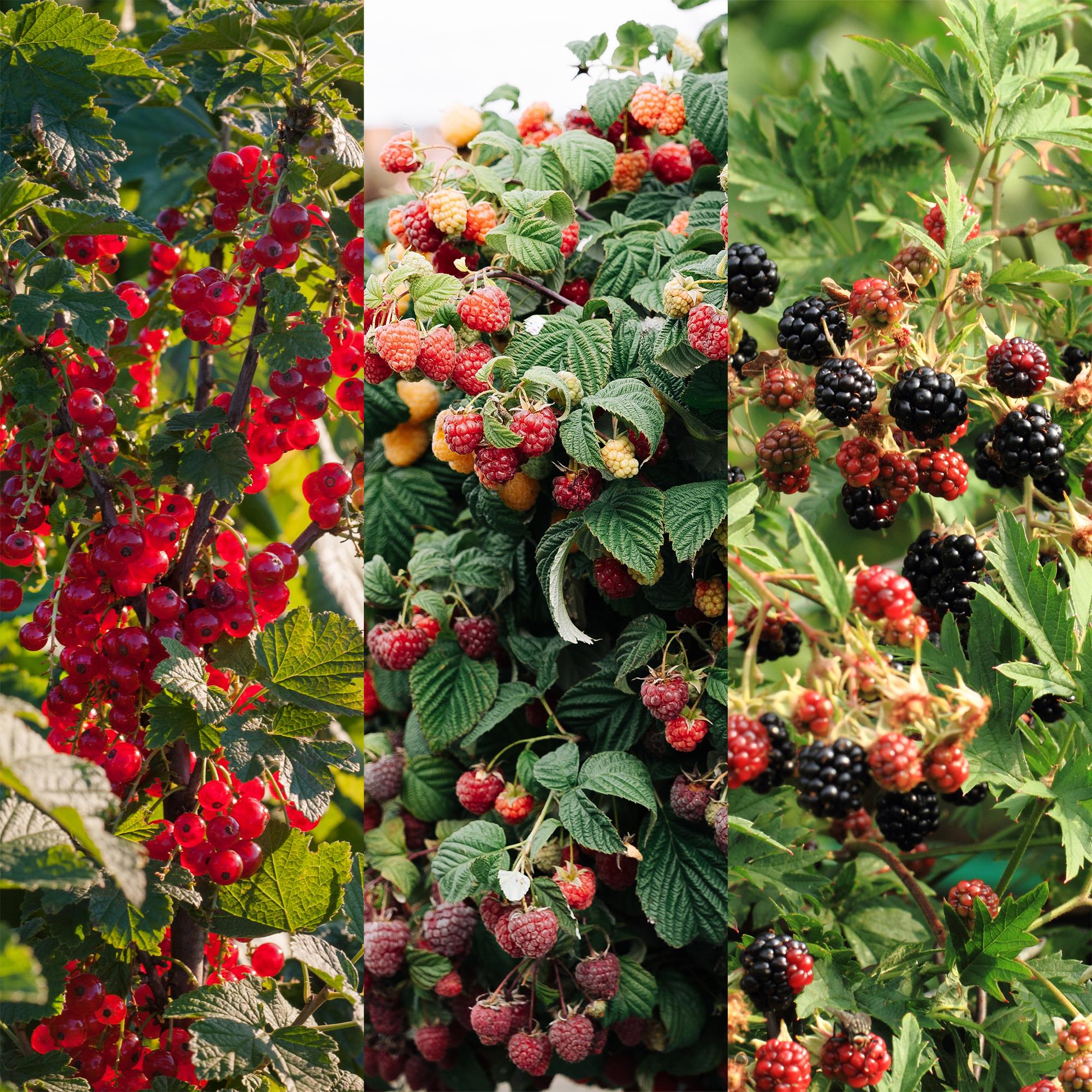 Green boutiQ - Mix di piante da frutto - Ribes rosso, Lampone rosso, Mora - 3 piante - Vaso 11 cm Altezza 40 cm