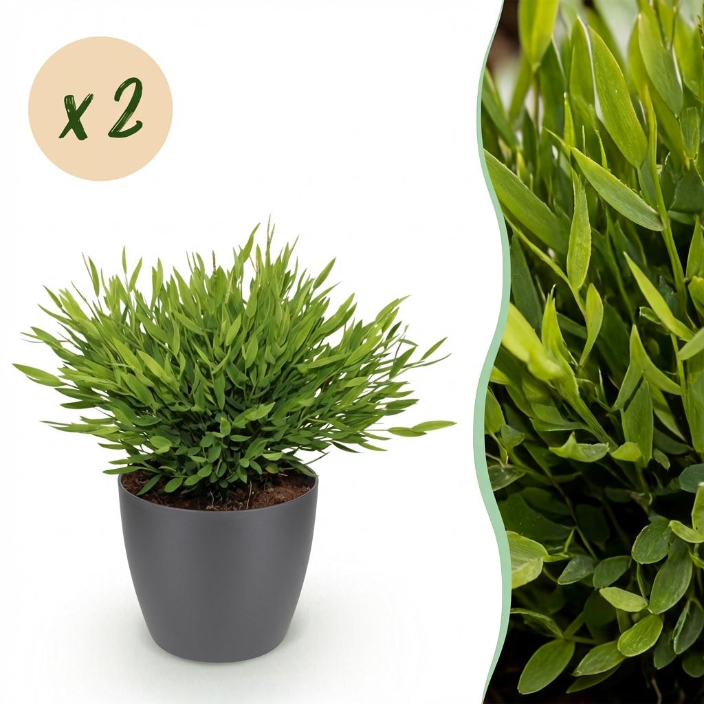 Bamusa Pogonatherum Monica - Kamerbamboe - Huisdiervriendelijke Plant - Groen - 2 Planten - met Potter Grijs - Pot 12cm - Hoogte 20cm