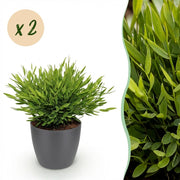 Bamusa Pogonatherum Monica - Kamerbamboe - Huisdiervriendelijke Plant - Groen - 2 Planten - met Potter Grijs - Pot 12cm - Hoogte 20cm